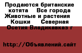 Продаются британские котята  - Все города Животные и растения » Кошки   . Северная Осетия,Владикавказ г.